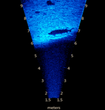 Sonar showing the shadow of a sturgeon.